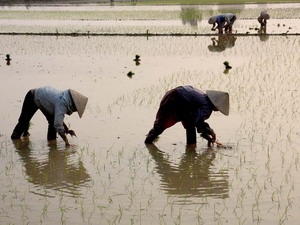 Hưng Yên hỗ trợ nông dân 6 tỷ đồng trồng lúa lai